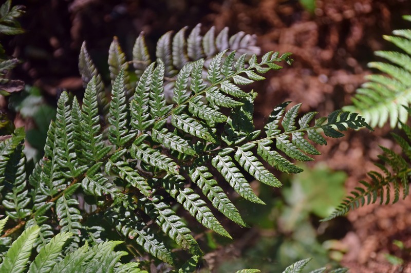 Polystichum rigens photo 6