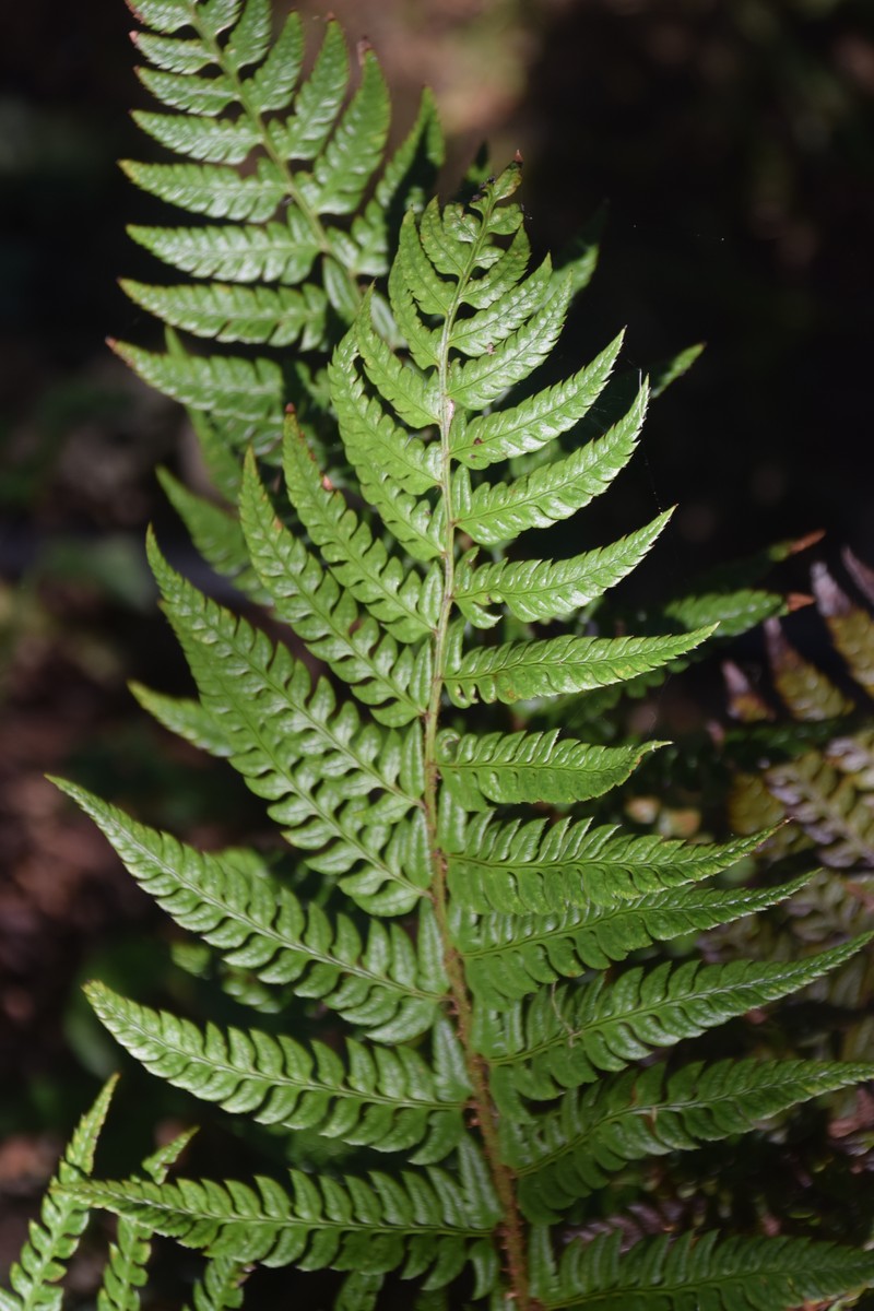 Polystichum rigens photo 7