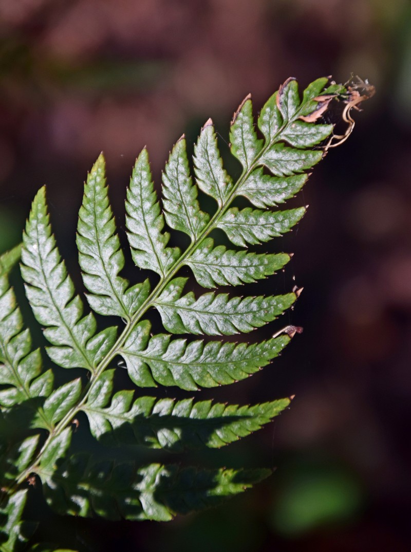 Polystichum rigens photo 8