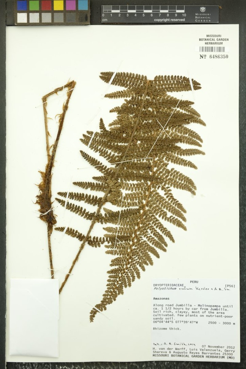 Polystichum rufum