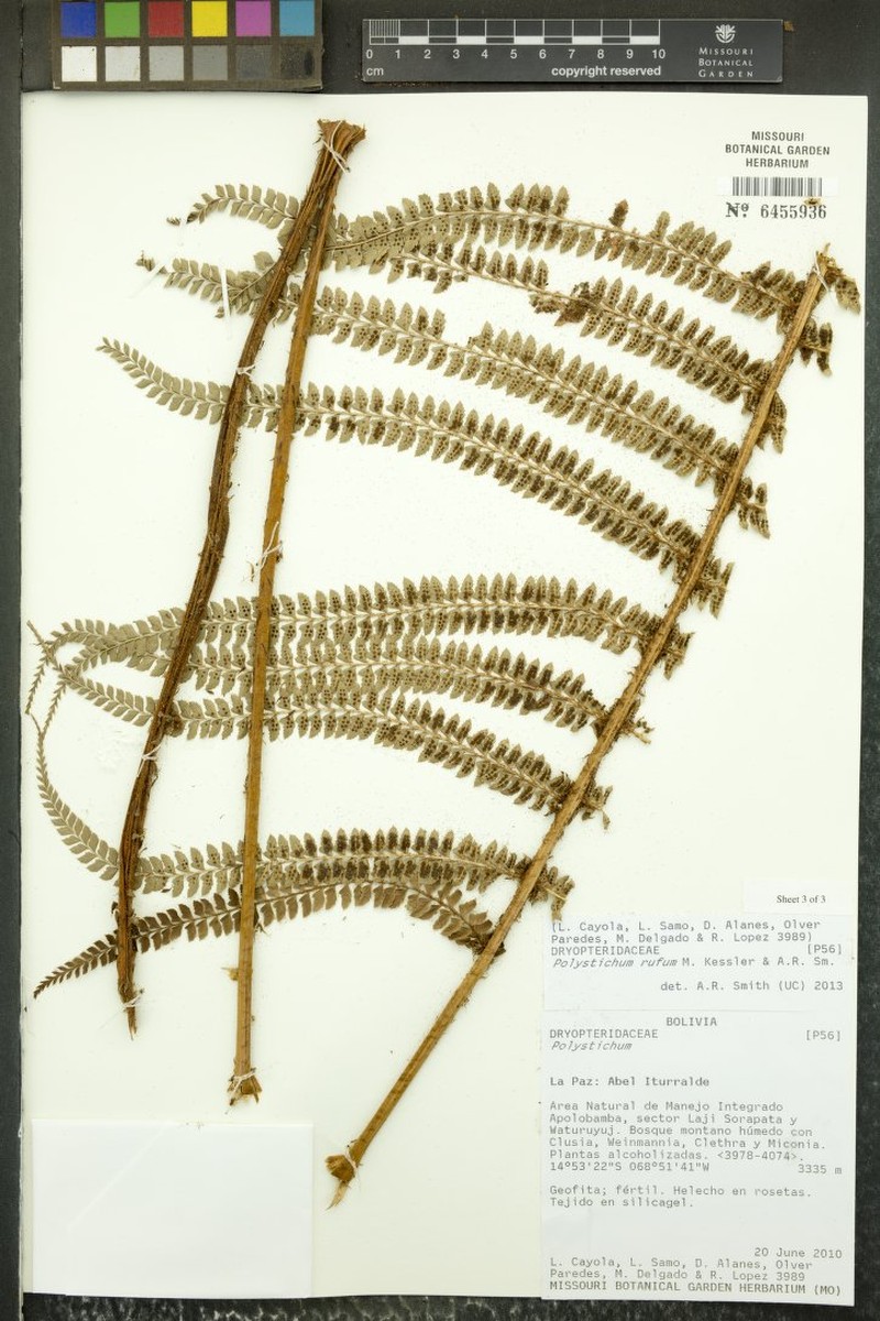 Polystichum rufum photo 2