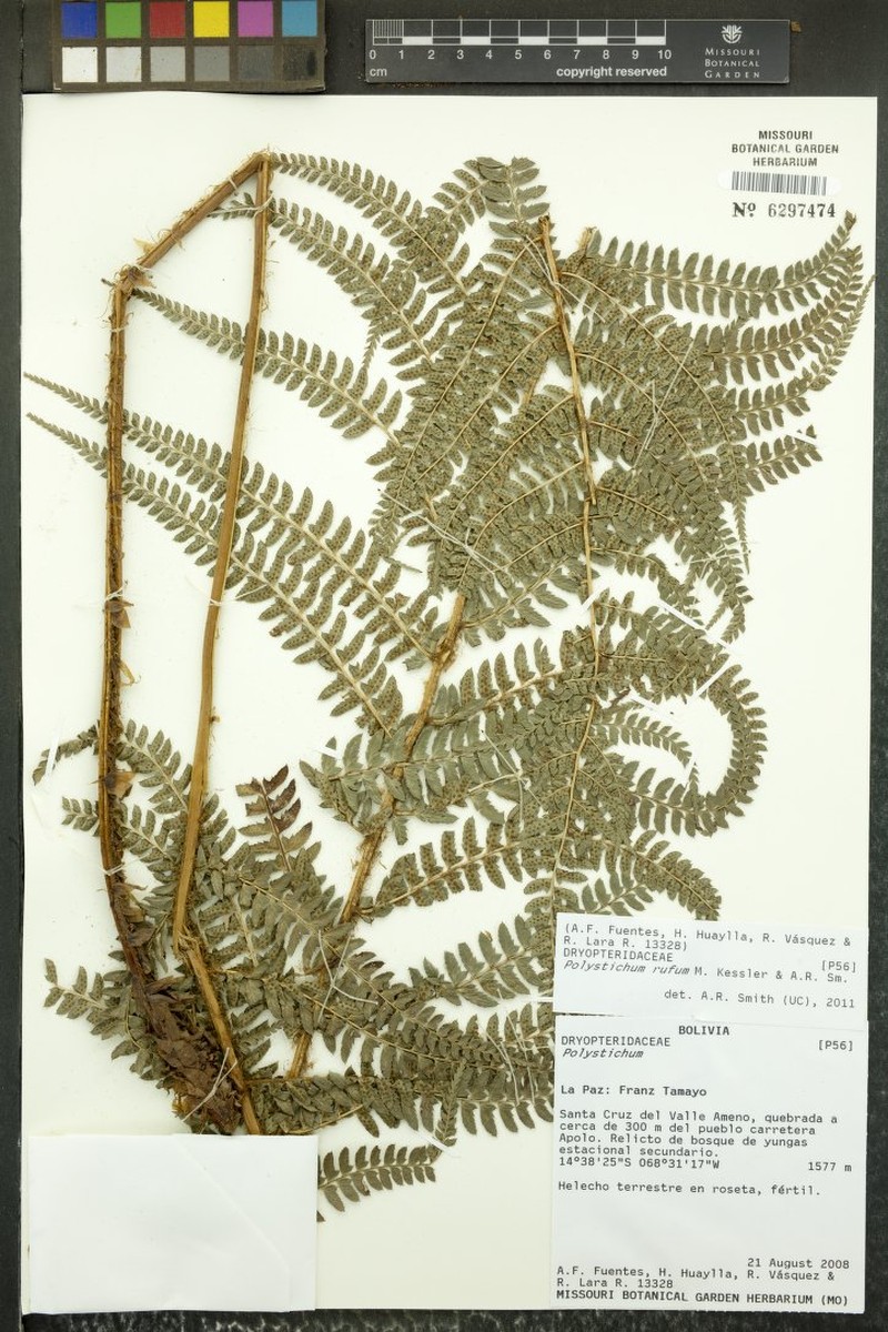 Polystichum rufum photo 3