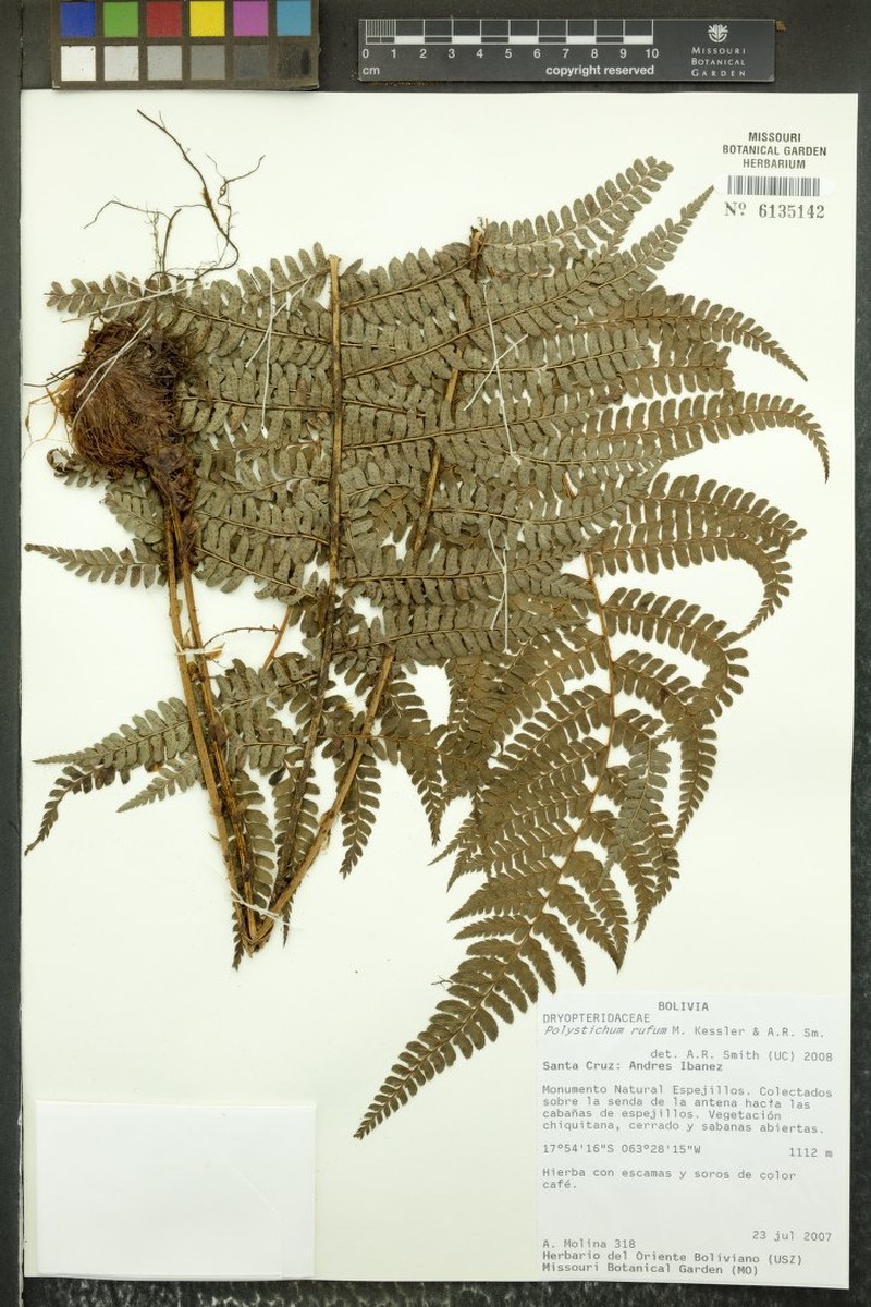 Polystichum rufum photo 4
