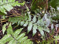 Polystichum scariosum