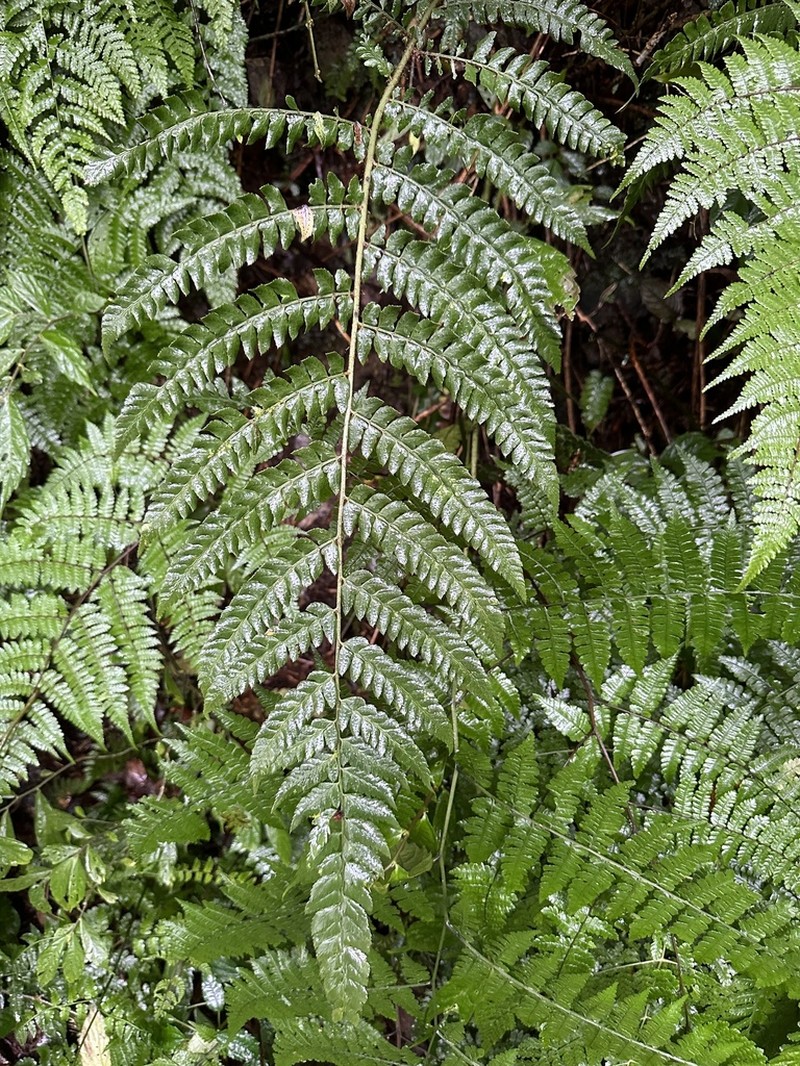 Polystichum scariosum photo 2