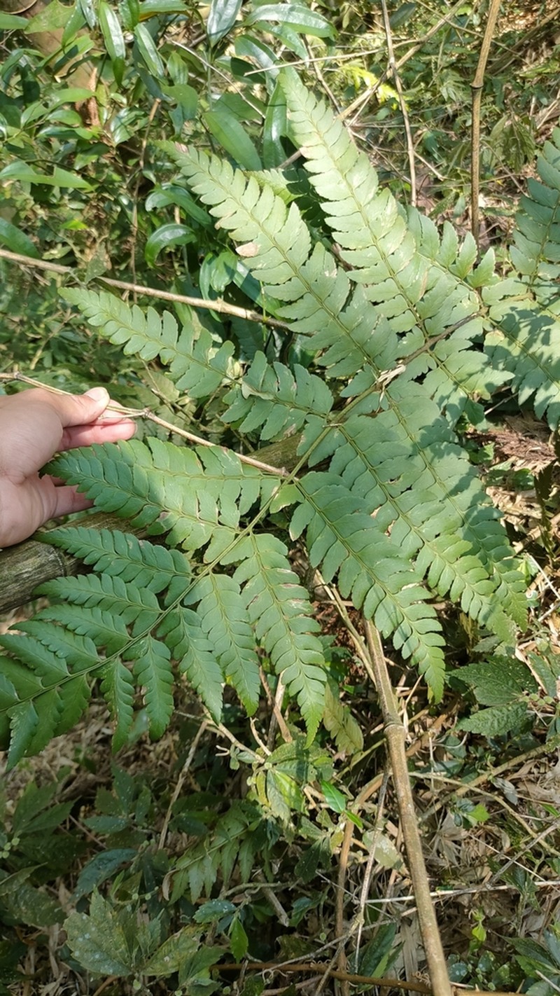 Polystichum scariosum photo 3