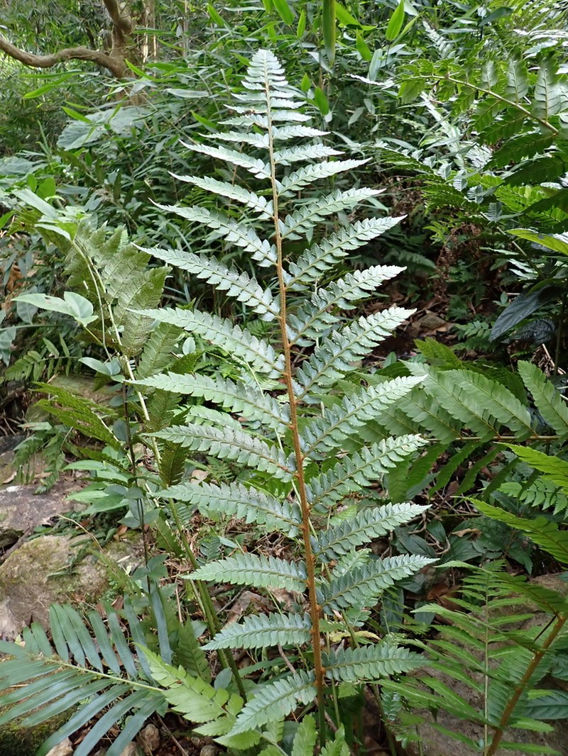 Polystichum scariosum photo 4