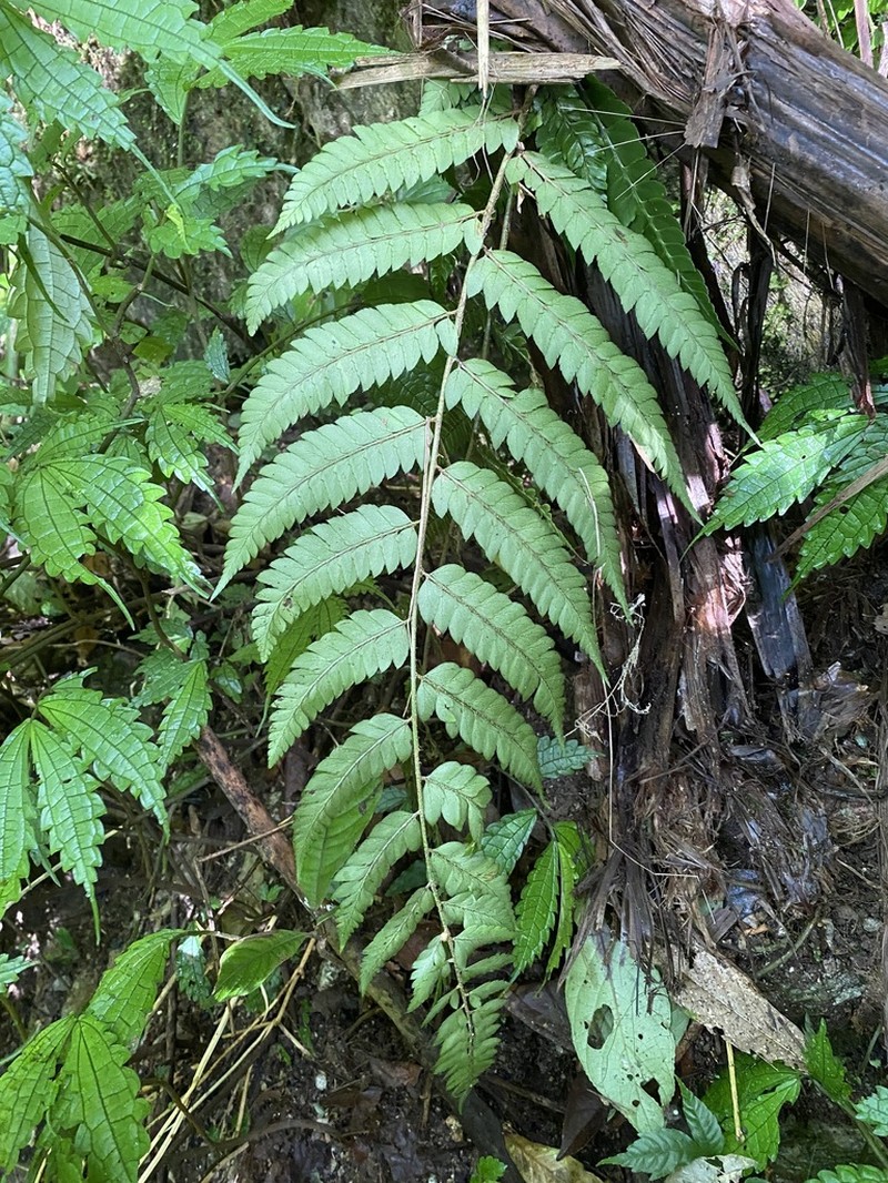 Polystichum scariosum photo 5
