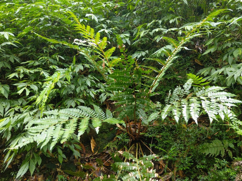 Polystichum scariosum photo 6