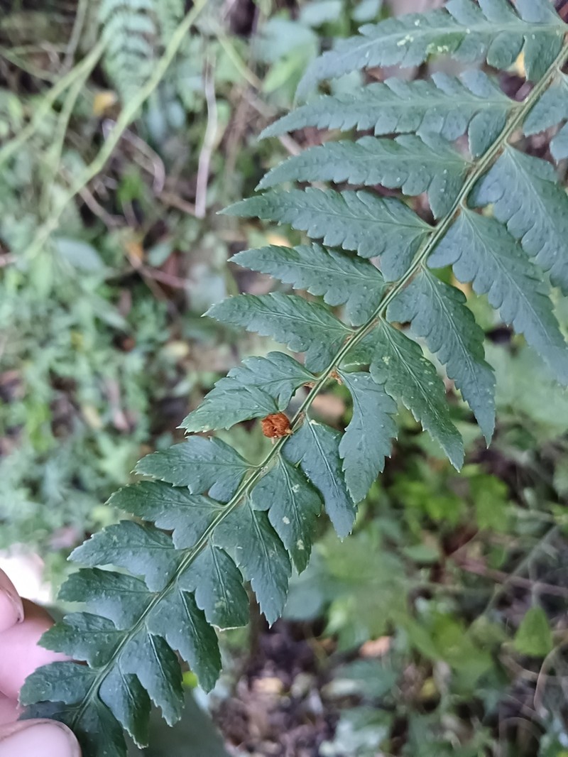 Polystichum scariosum photo 7
