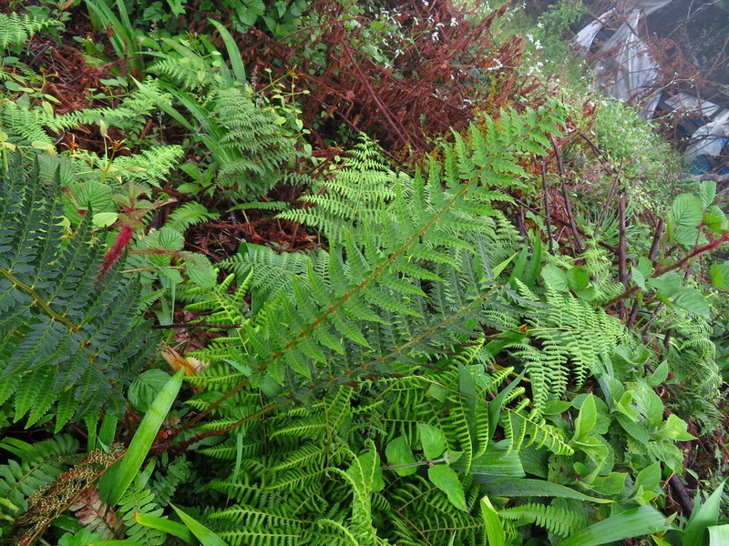Polystichum scariosum photo 8