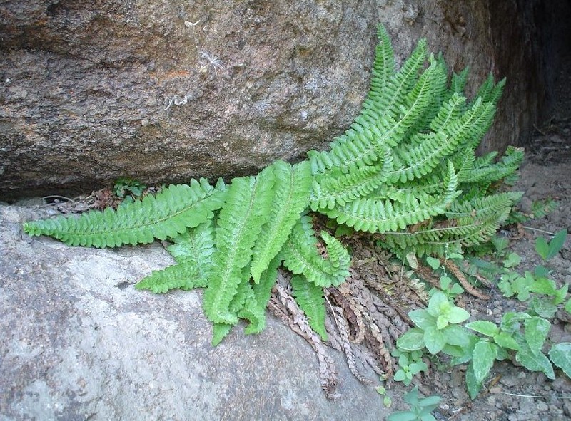 Mountain Hollyfern