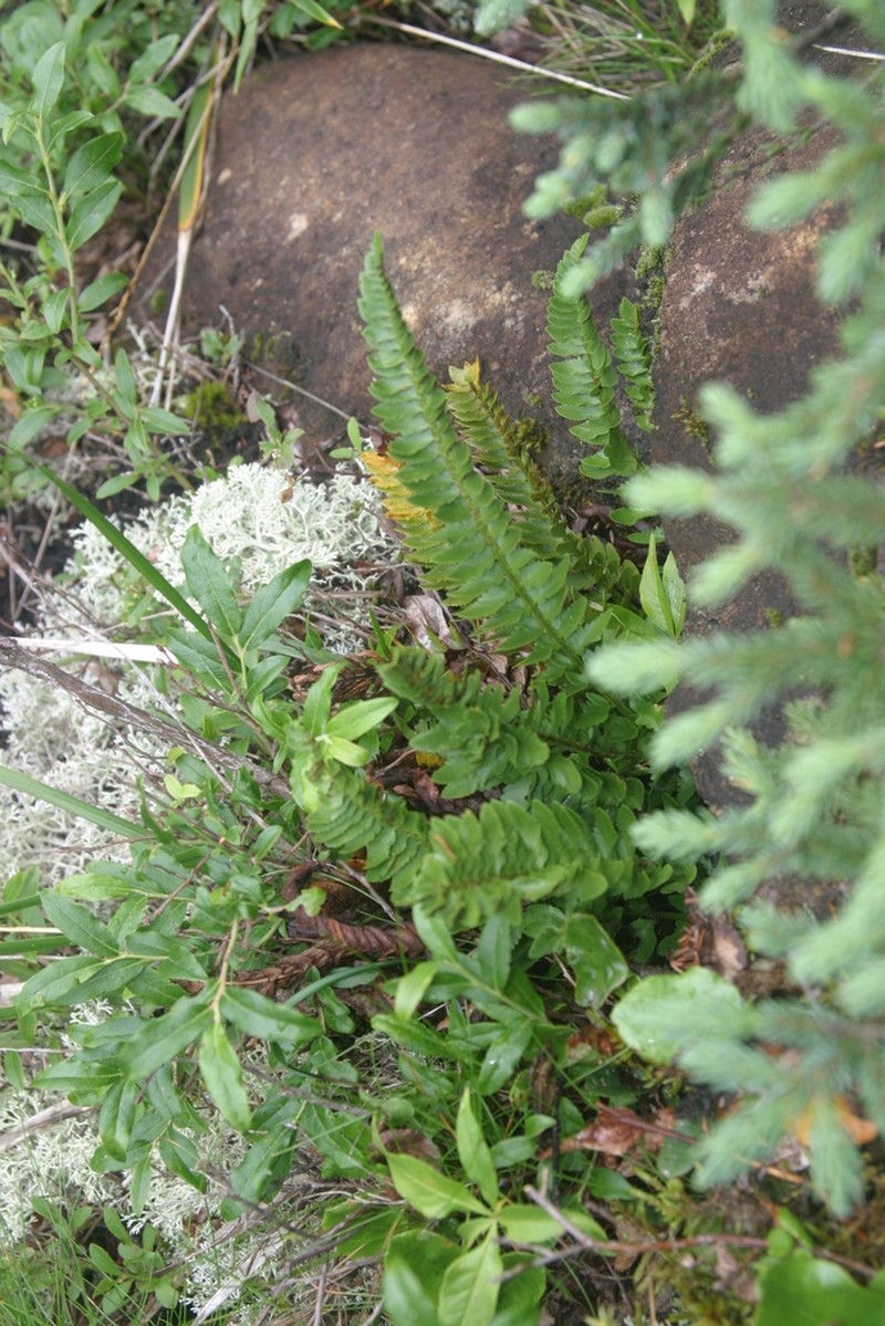 Mountain Hollyfern photo 3