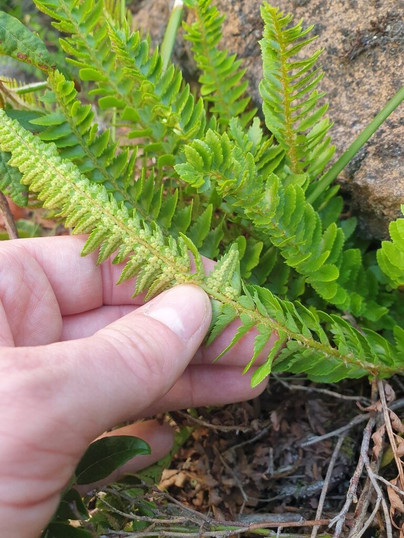 Mountain Hollyfern photo 4