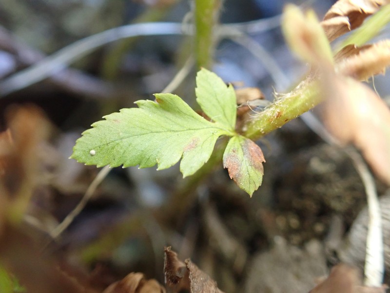 Mountain Hollyfern photo 5