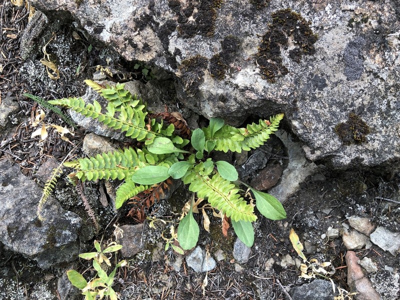 Mountain Hollyfern photo 6