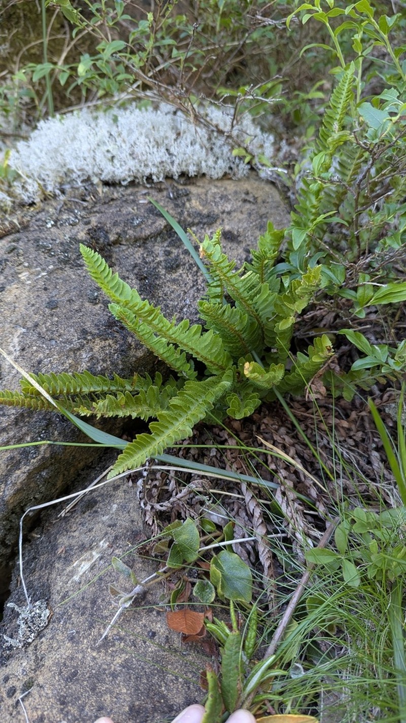Mountain Hollyfern photo 7