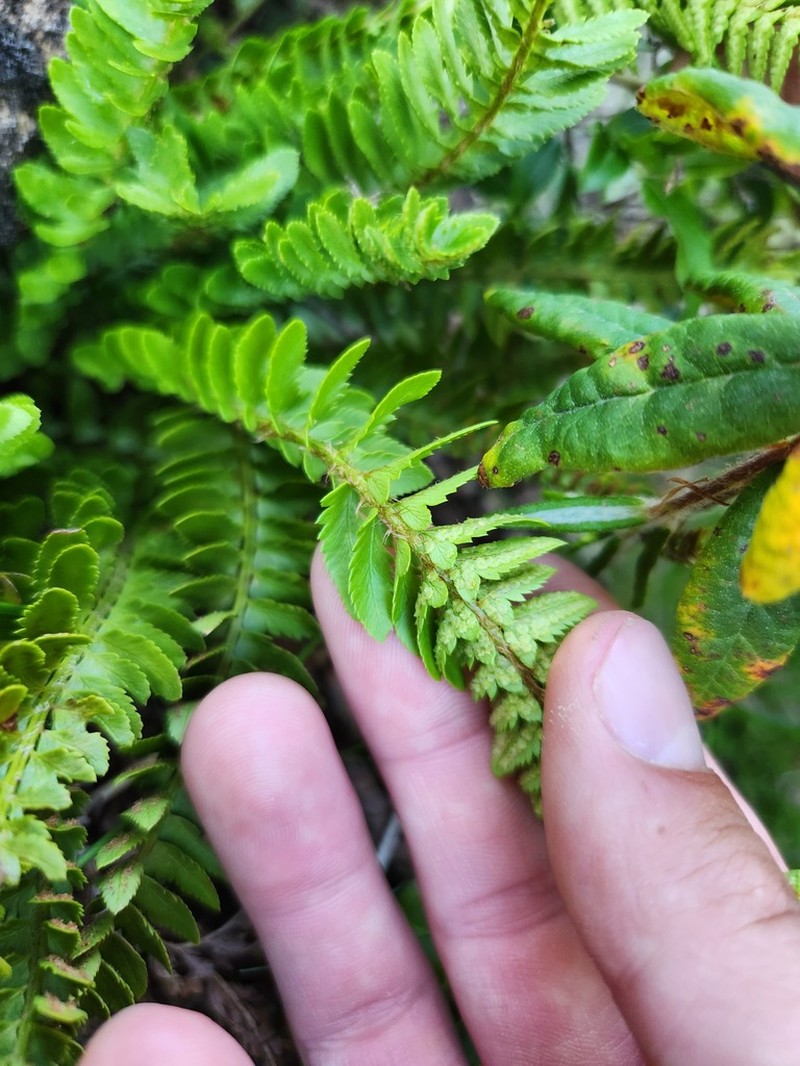 Mountain Hollyfern photo 8