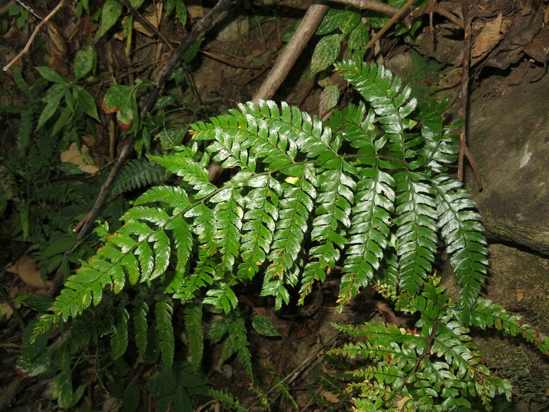 Polystichum semifertile
