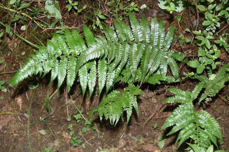 Polystichum semifertile photo 2