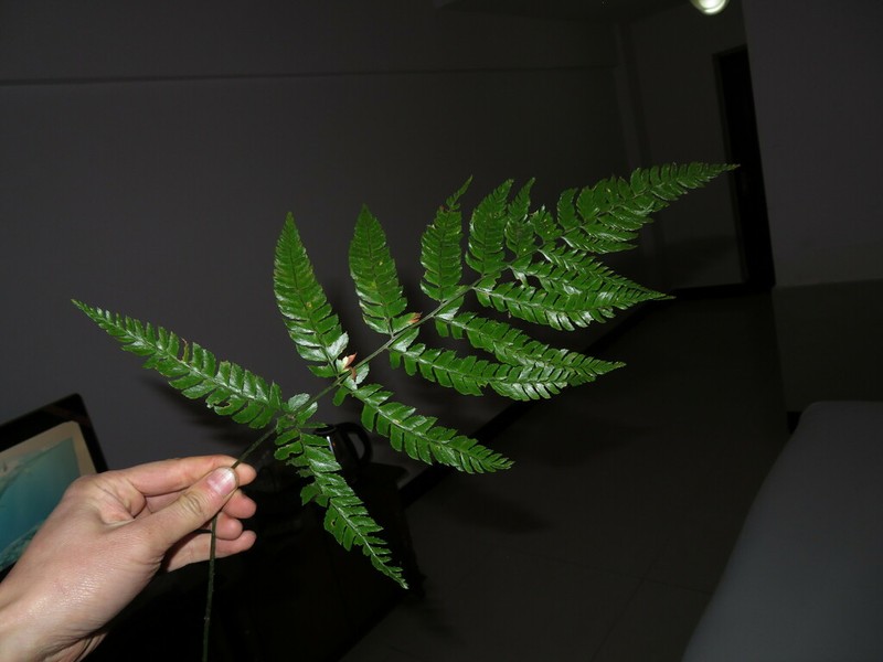 Polystichum semifertile photo 3