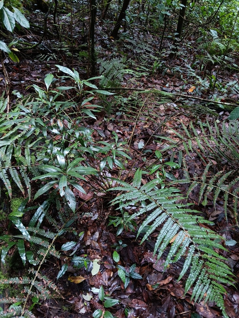 Polystichum semifertile photo 4