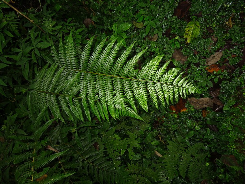 Polystichum semifertile photo 5