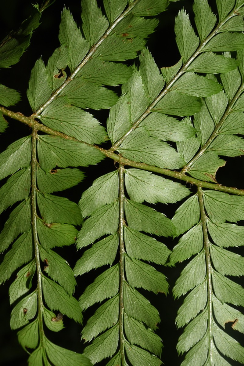 Polystichum semifertile photo 6