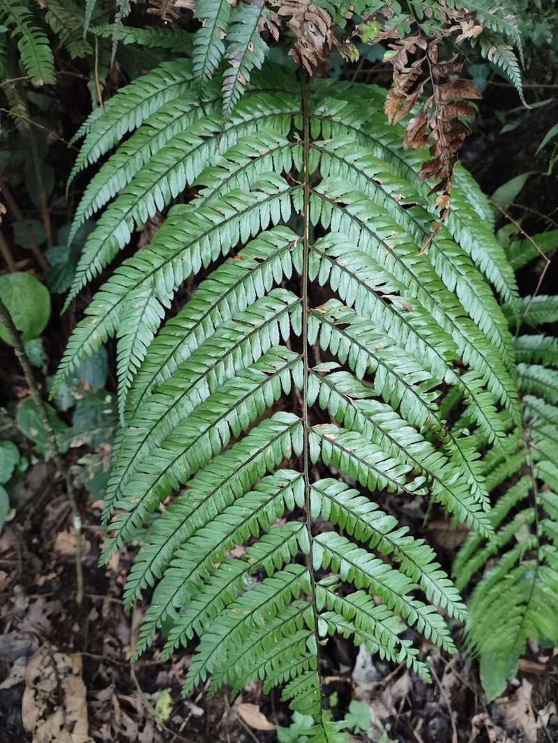 Polystichum semifertile photo 7