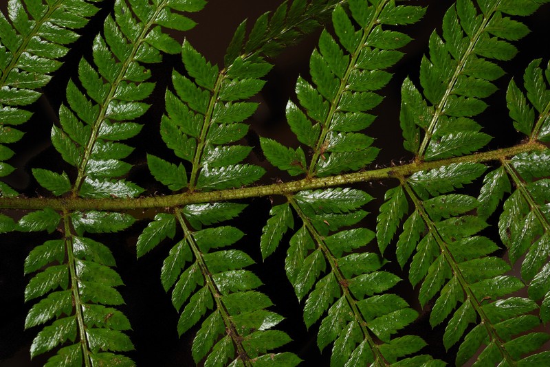 Polystichum semifertile photo 8