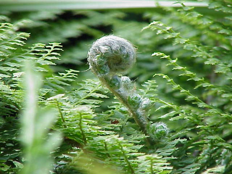 Polystichum setiferum