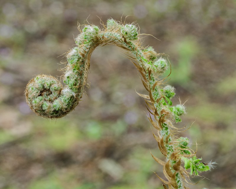 Polystichum setiferum photo 2