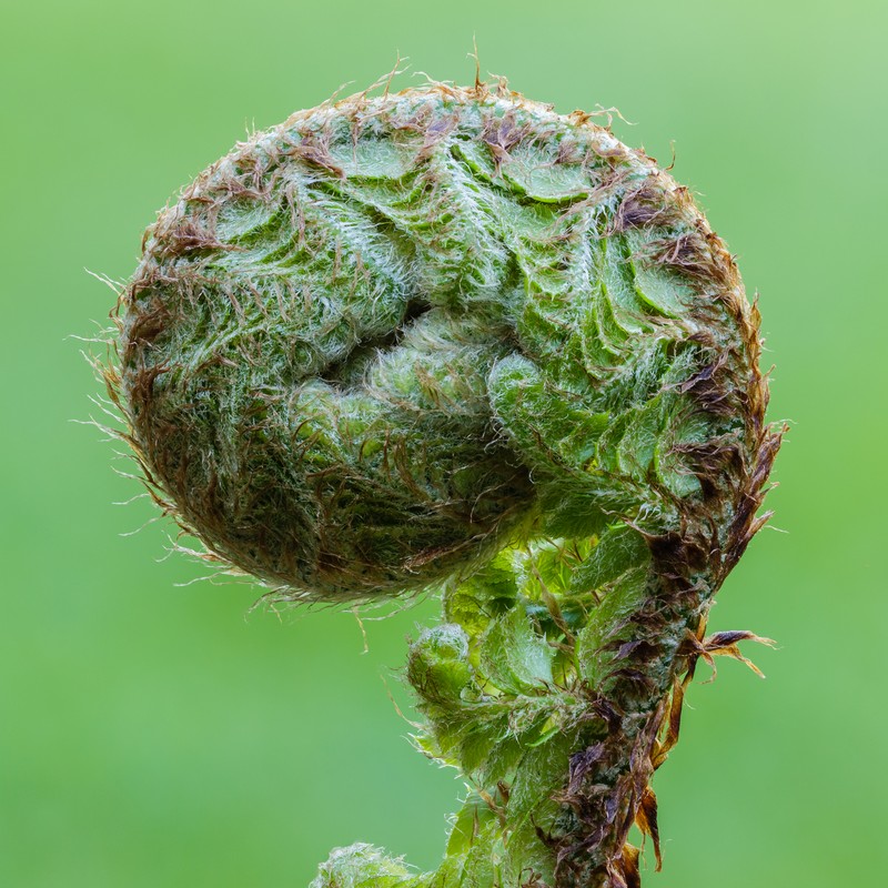 Polystichum setiferum photo 3