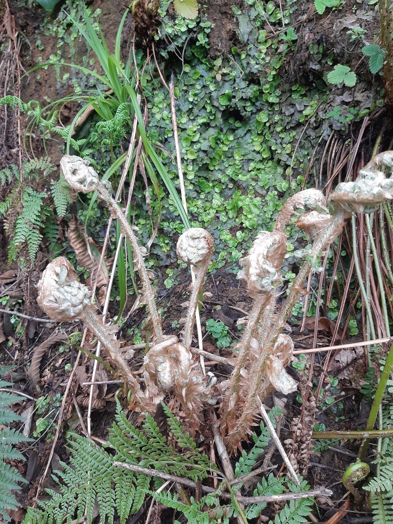 Polystichum setiferum photo 4