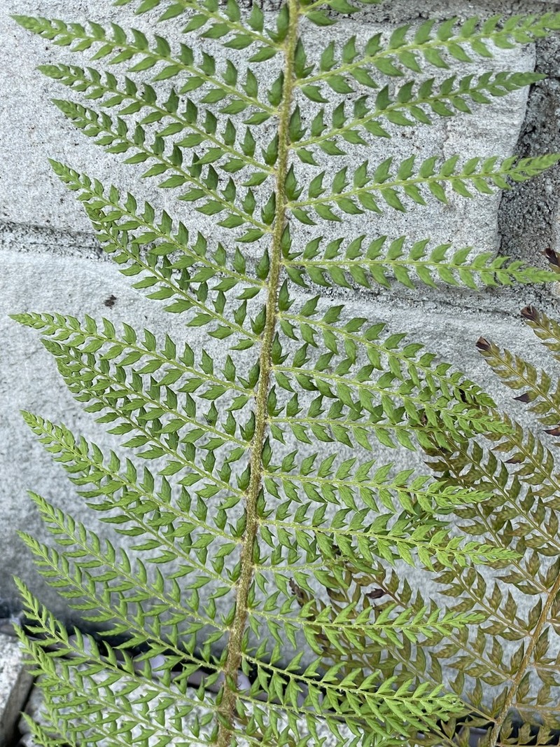 Polystichum setiferum photo 5