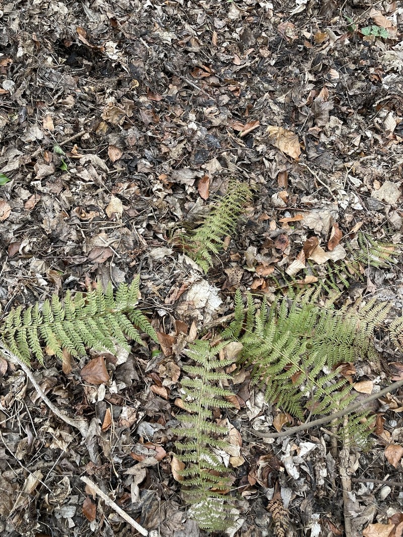 Polystichum setiferum photo 6