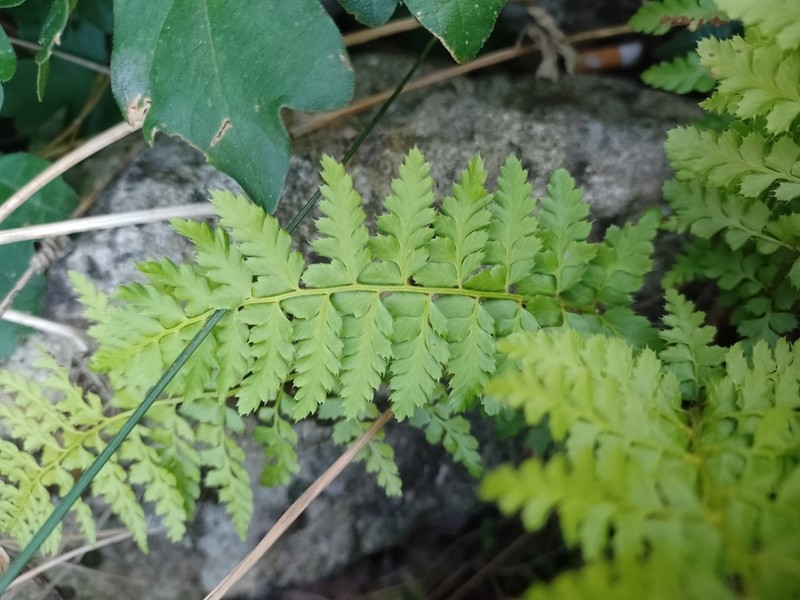 Polystichum setiferum photo 7