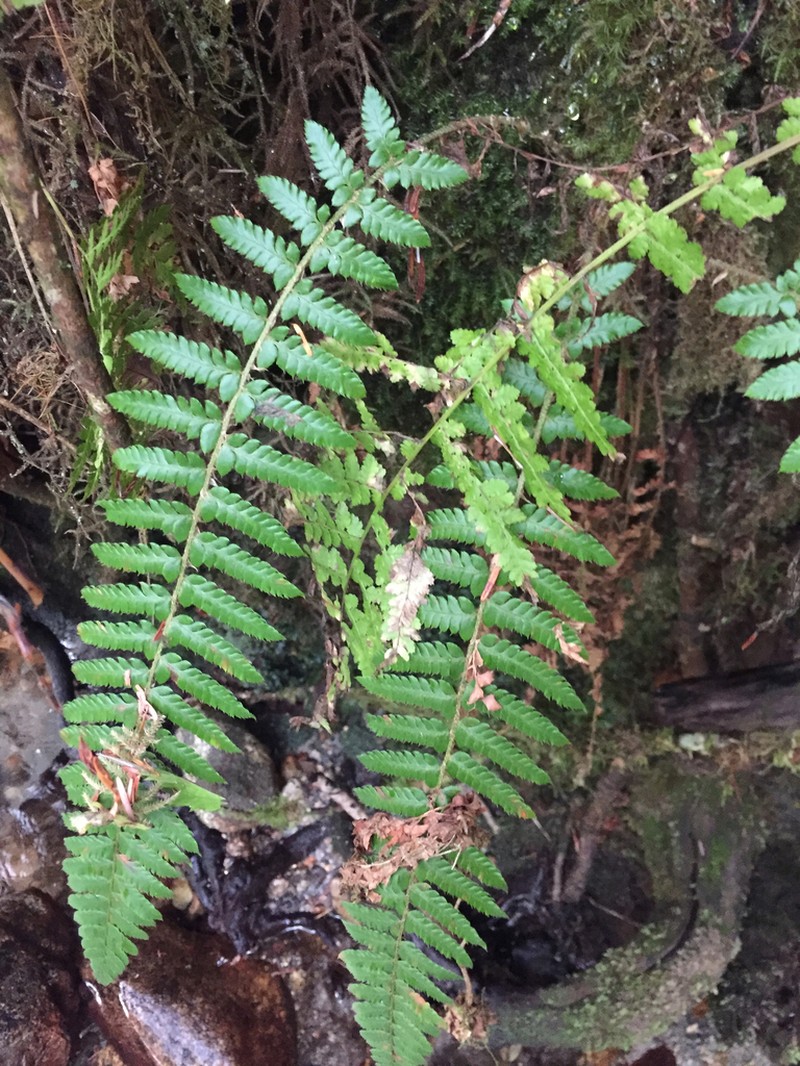 Alaska Hollyfern