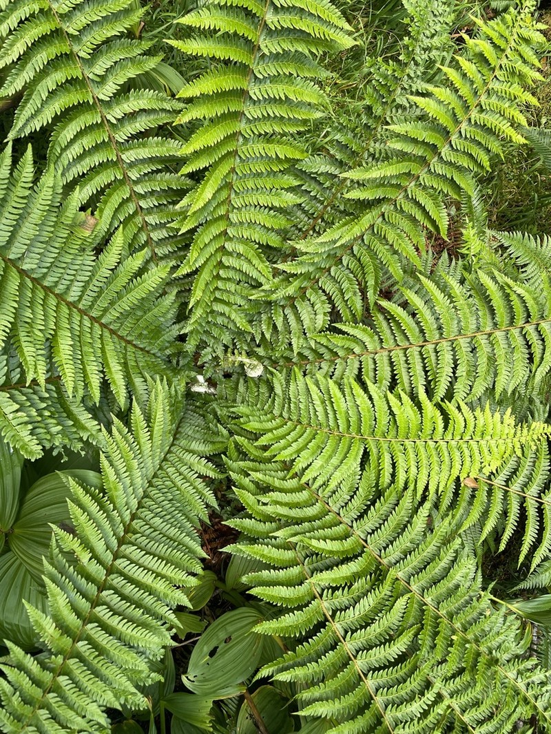 Alaska Hollyfern photo 2