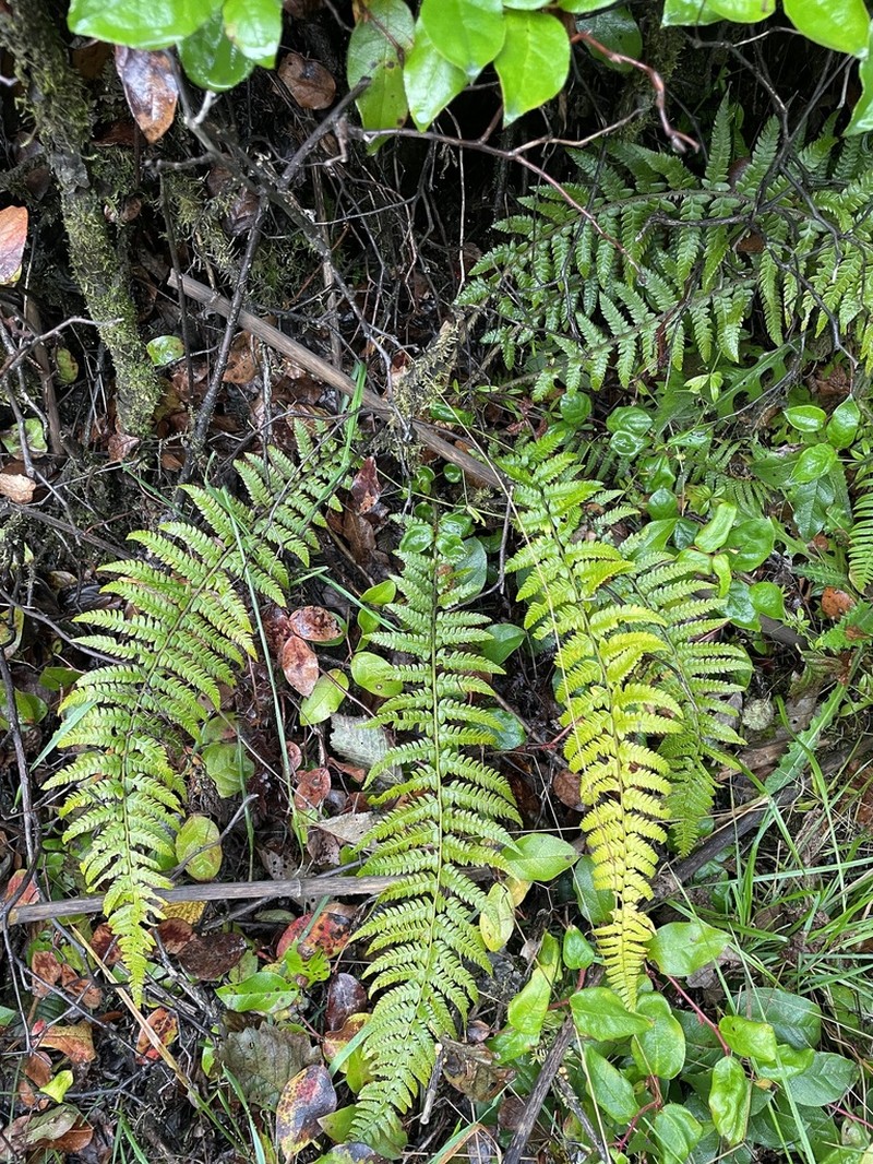 Alaska Hollyfern photo 3