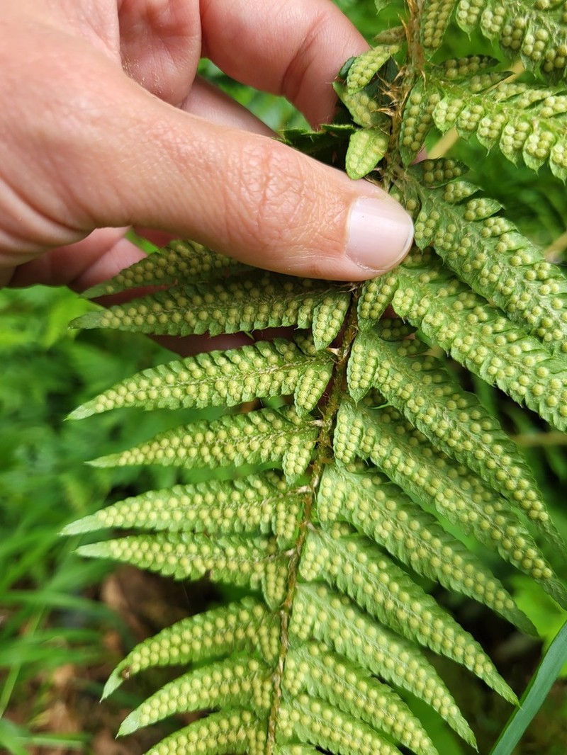 Alaska Hollyfern photo 4