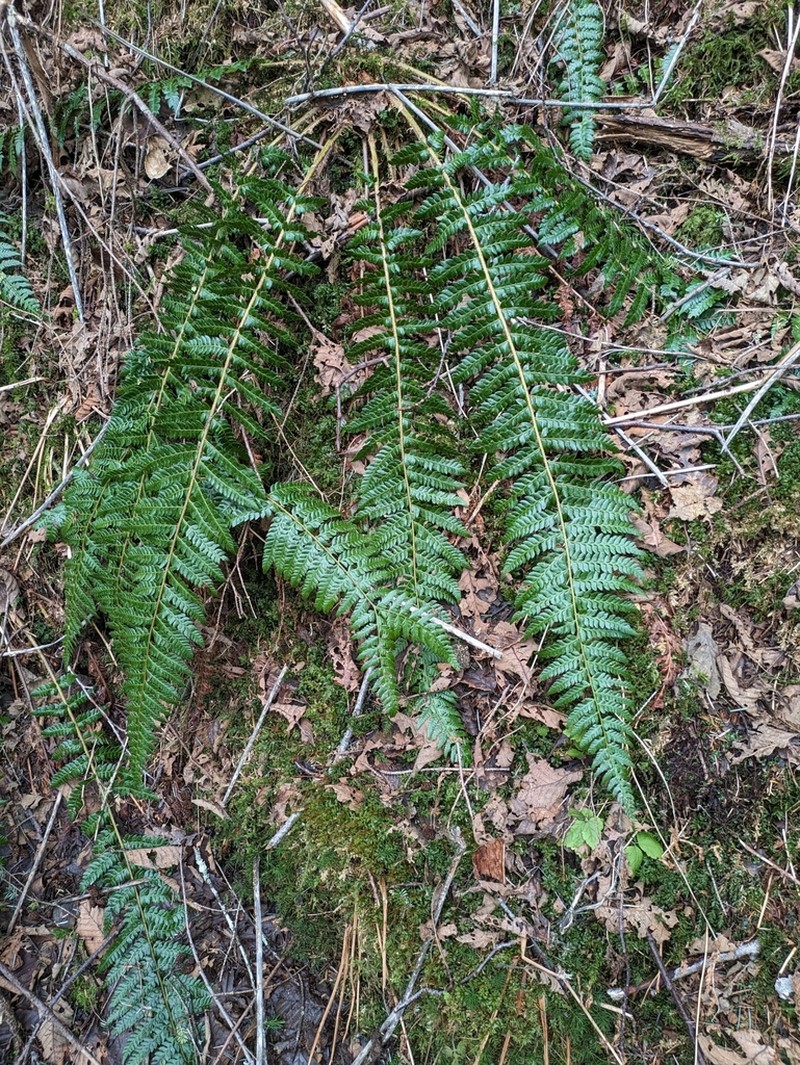 Alaska Hollyfern photo 5