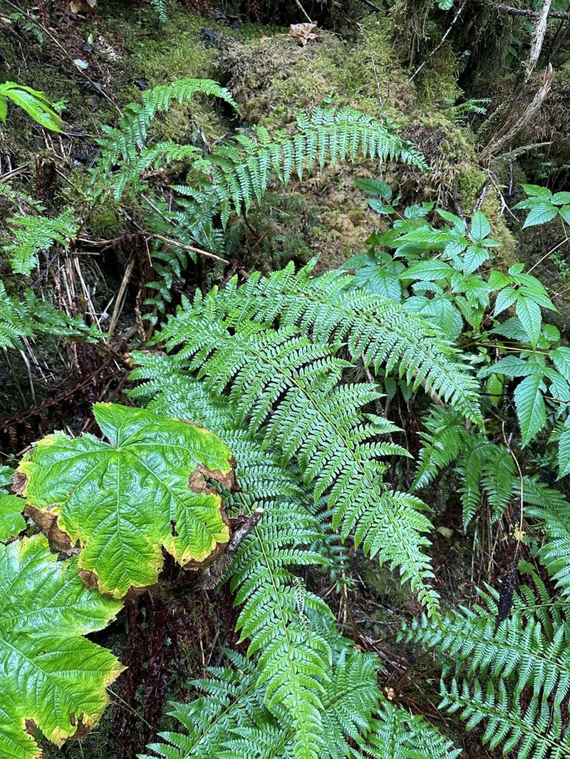 Alaska Hollyfern photo 6