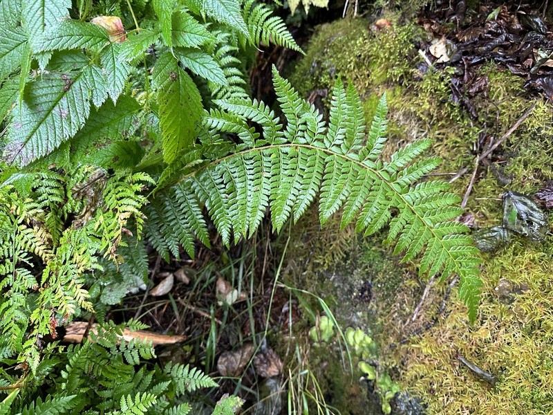 Alaska Hollyfern photo 7