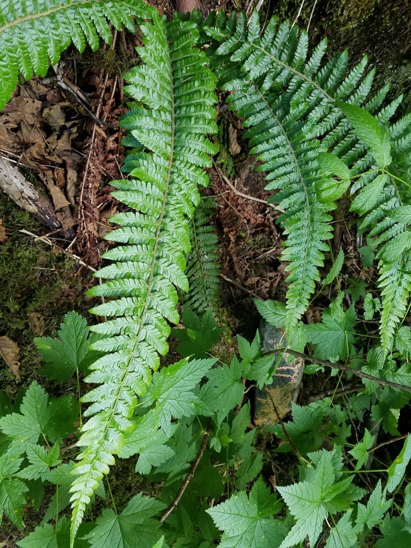 Alaska Hollyfern photo 8