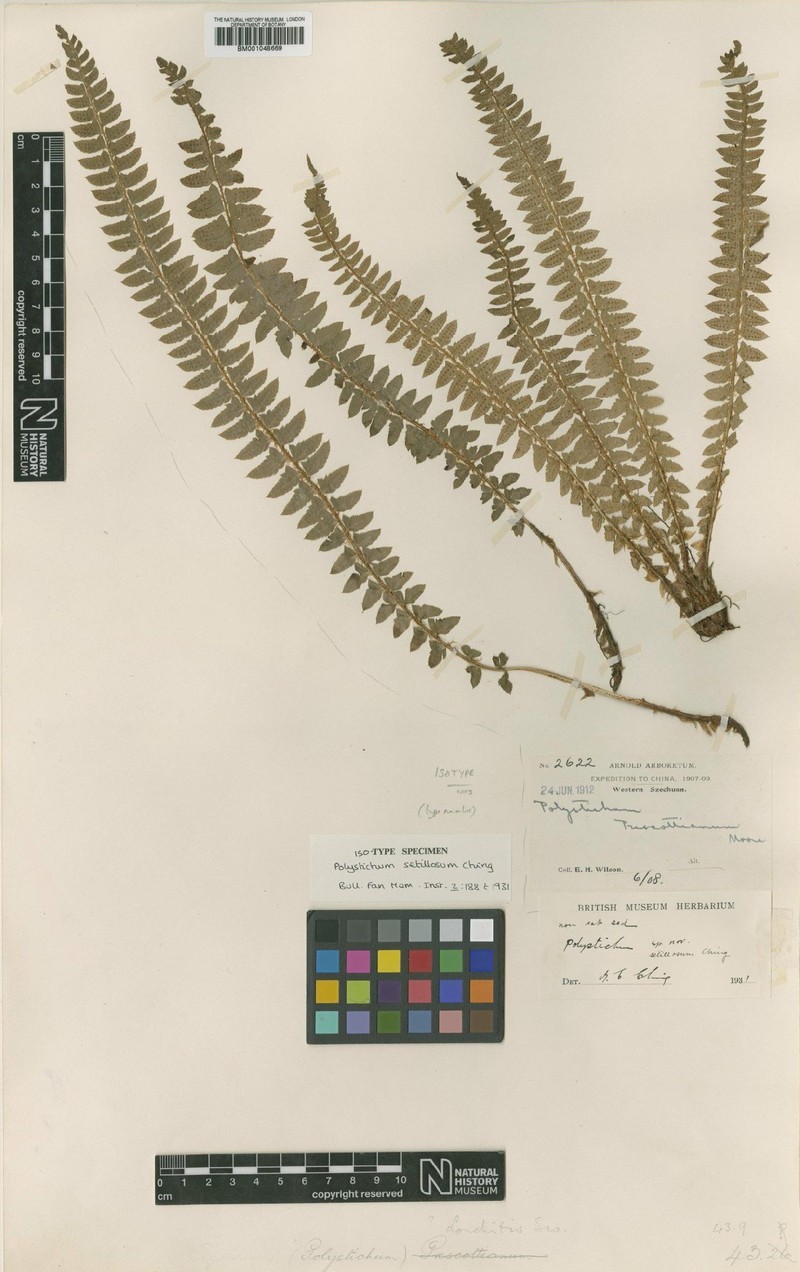 Polystichum setillosum
