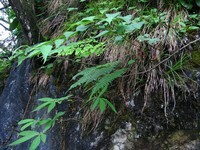 Polystichum shensiense