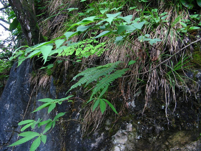 Polystichum shensiense
