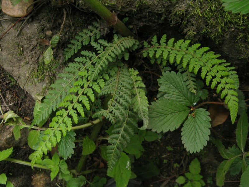 Polystichum shensiense photo 2