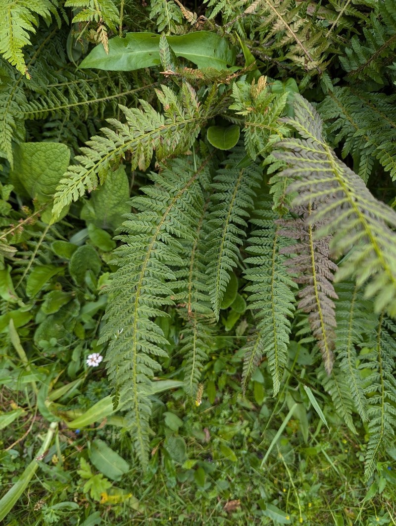 Polystichum shensiense photo 3